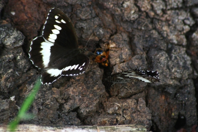 Assembramenti di farfalle